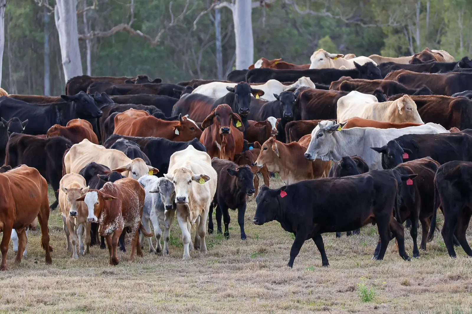 A mixed herd of cattle gathered in a rural paddock